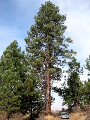 Ponderosa Pine
