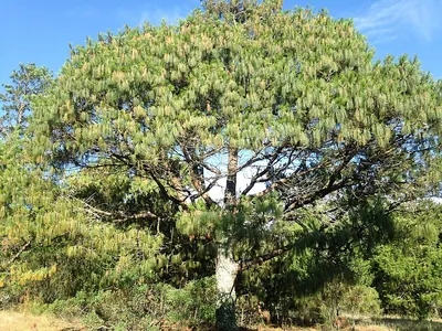 Jelecote Pine