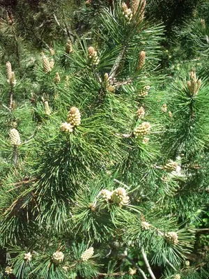 Mountain Pine