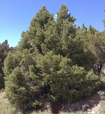 One-leaved Nut Pine
