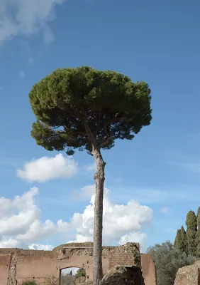Maritime Pine