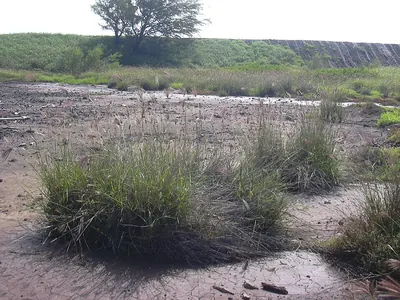 Swollen fingergrass