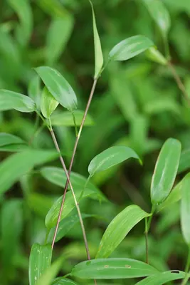 East Indian bristlegrass
