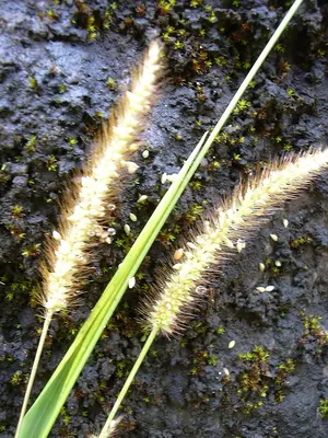 Marsh Brittlegrass