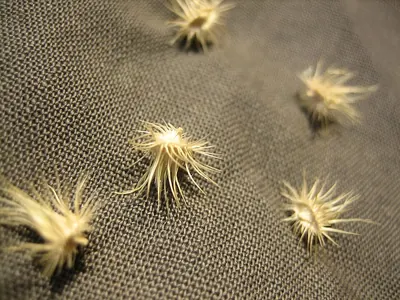 Indian sandbur