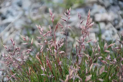 Fisher's tundragrass