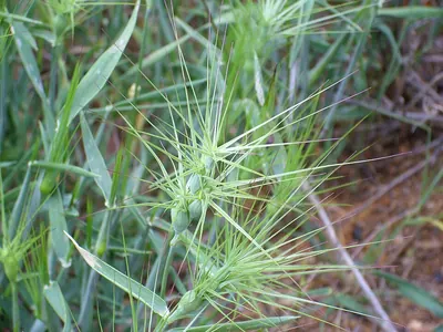 Ovate goatgrass