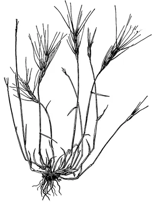 Barbed goatgrass