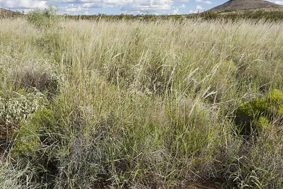 Arizona cottontop