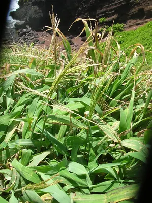 Sourgrass