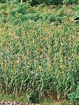 Indian Corn