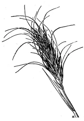 Spreading wheatgrass