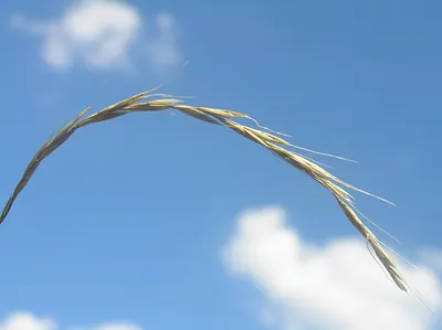 Bearded wheatgrass