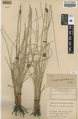 Bulbostylis pilosa