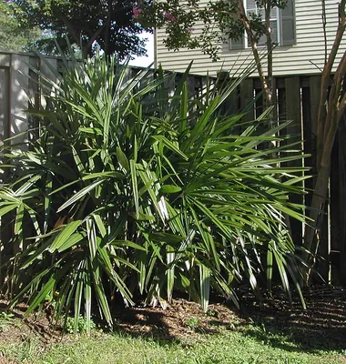 Needle palm