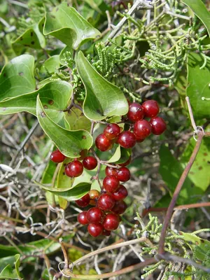 Prickly-ivy
