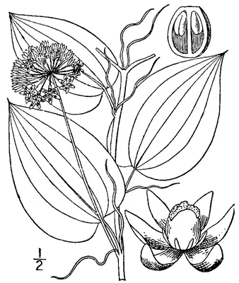 Smooth carrionflower