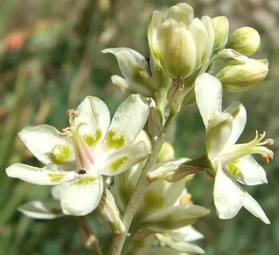 Anticlea elegans