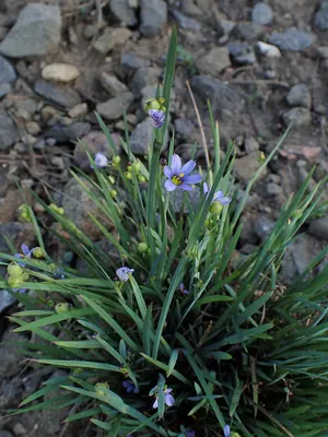 Northern blue-eyed grass