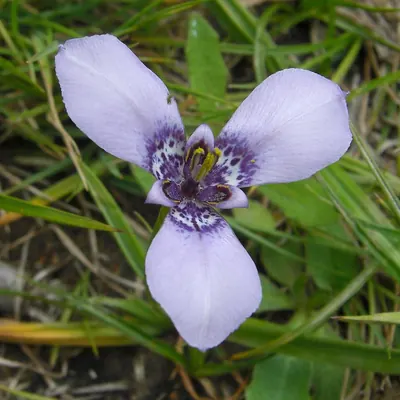 Prairienymph