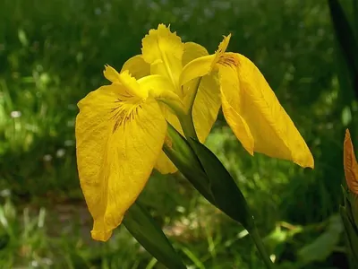 Yellow Iris
