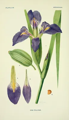 Zigzag iris