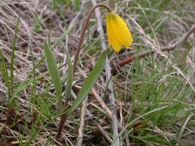 Yellowbells
