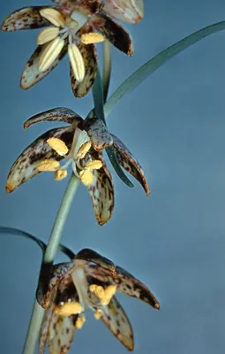 Spotted fritillary