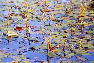 Floating pondweed