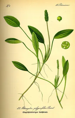 Bog pondweed