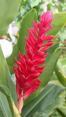 Red ginger