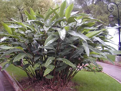 Shellplant