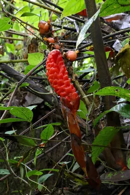 Renealmia thyrsoidea