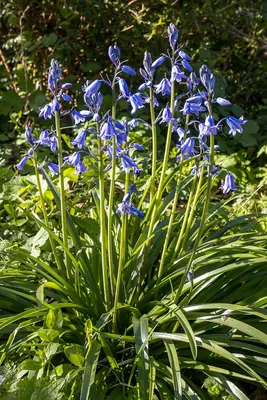 Common Bluebell
