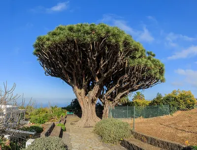 Canary Island Dragon Tree
