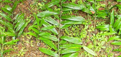 Dracaena viridiflora