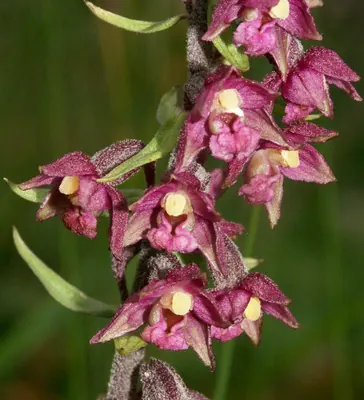 Royal helleborine