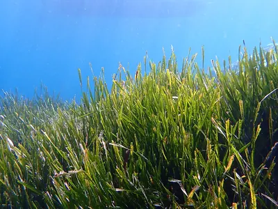 Mediterranean tapeweed