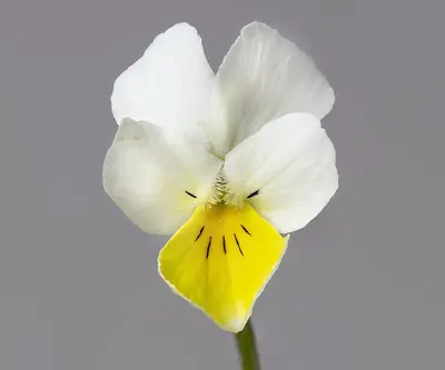 Field Pansy