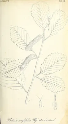 Hazel-leaf Birch