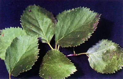 Water birch