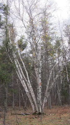 Canoe birch