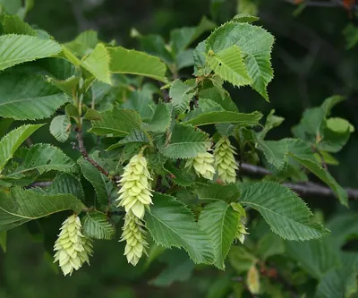 European Hop-hornbeam