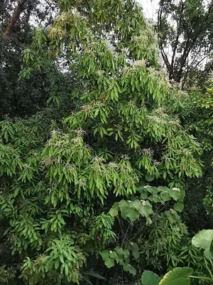 Lithocarpus hancei