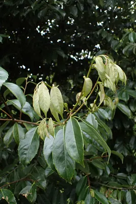 Castanopsis carlesii