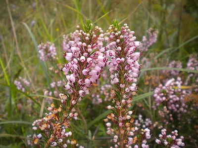Cornish heath