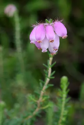 Bog Heather