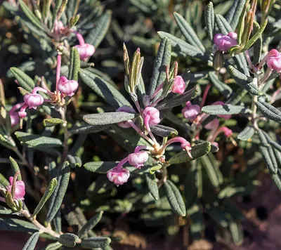 Bog-rosemary