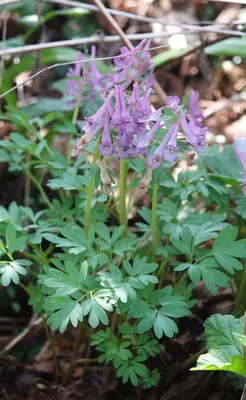 Spring fumewort