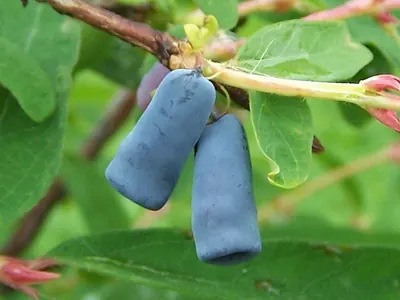 Deepblue honeysuckle